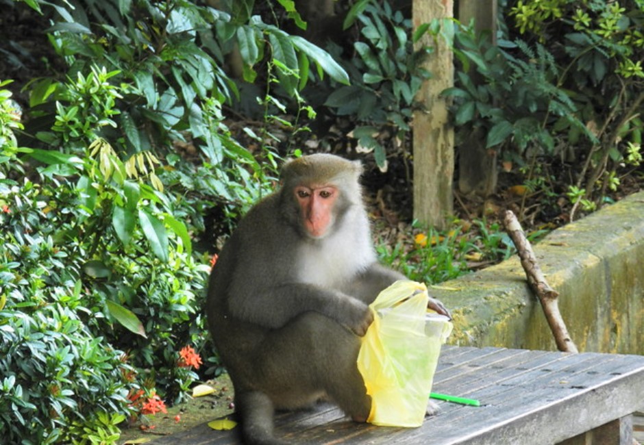 中山男大生早餐被獼猴粗暴搶食!手掌撕裂傷近5公分血流不止