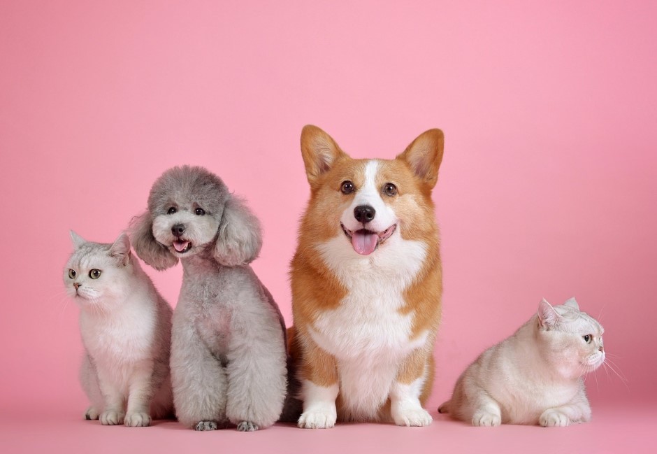 卡友鄉民激推/敢開放租客養寵物嗎?雷包太多網友都說不!