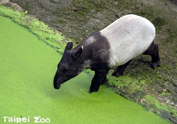 台北市立動物園 粉專