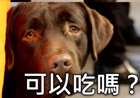 Meme 梗圖倉庫