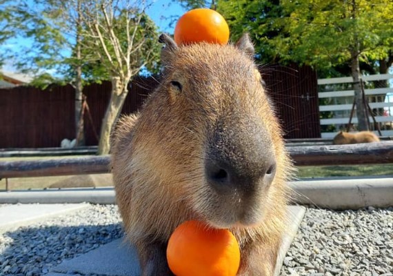 FB/張美阿嬤農場