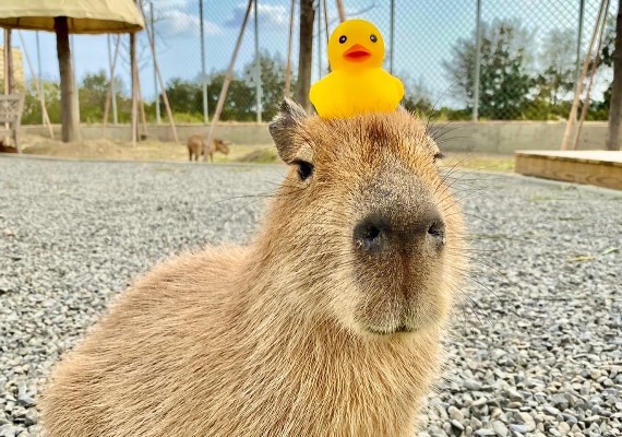FB/鹿ㄦ島Paradise of capybara