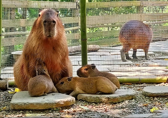 FB/哈比丘茶樹森林
