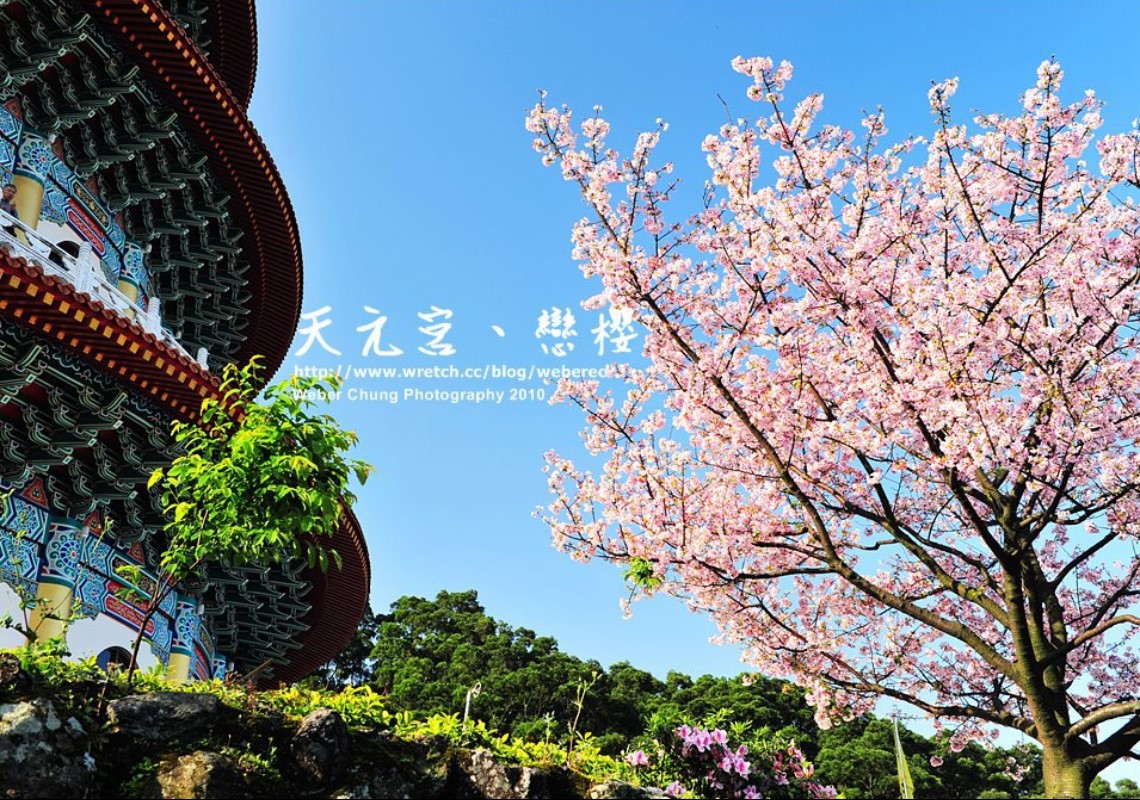 FB/淡水天元宮花況報導