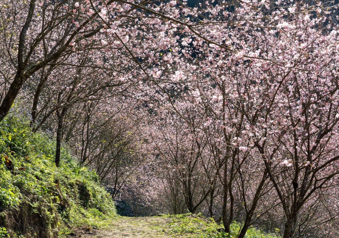 FB/三峽大熊櫻花林