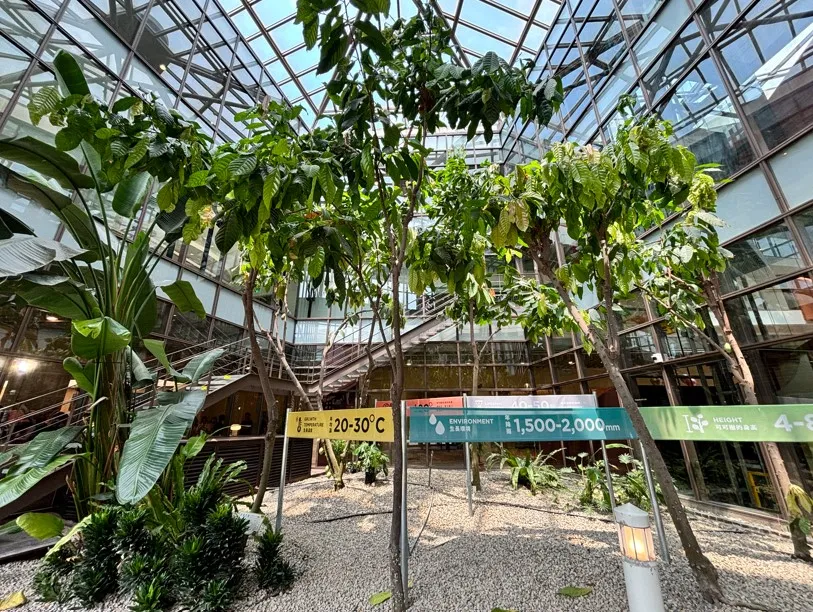 全台最北可可森林 一窺可可樹的真實樣貌