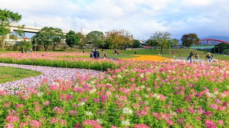 社群熱推河濱花海 高處眺望群花綻放