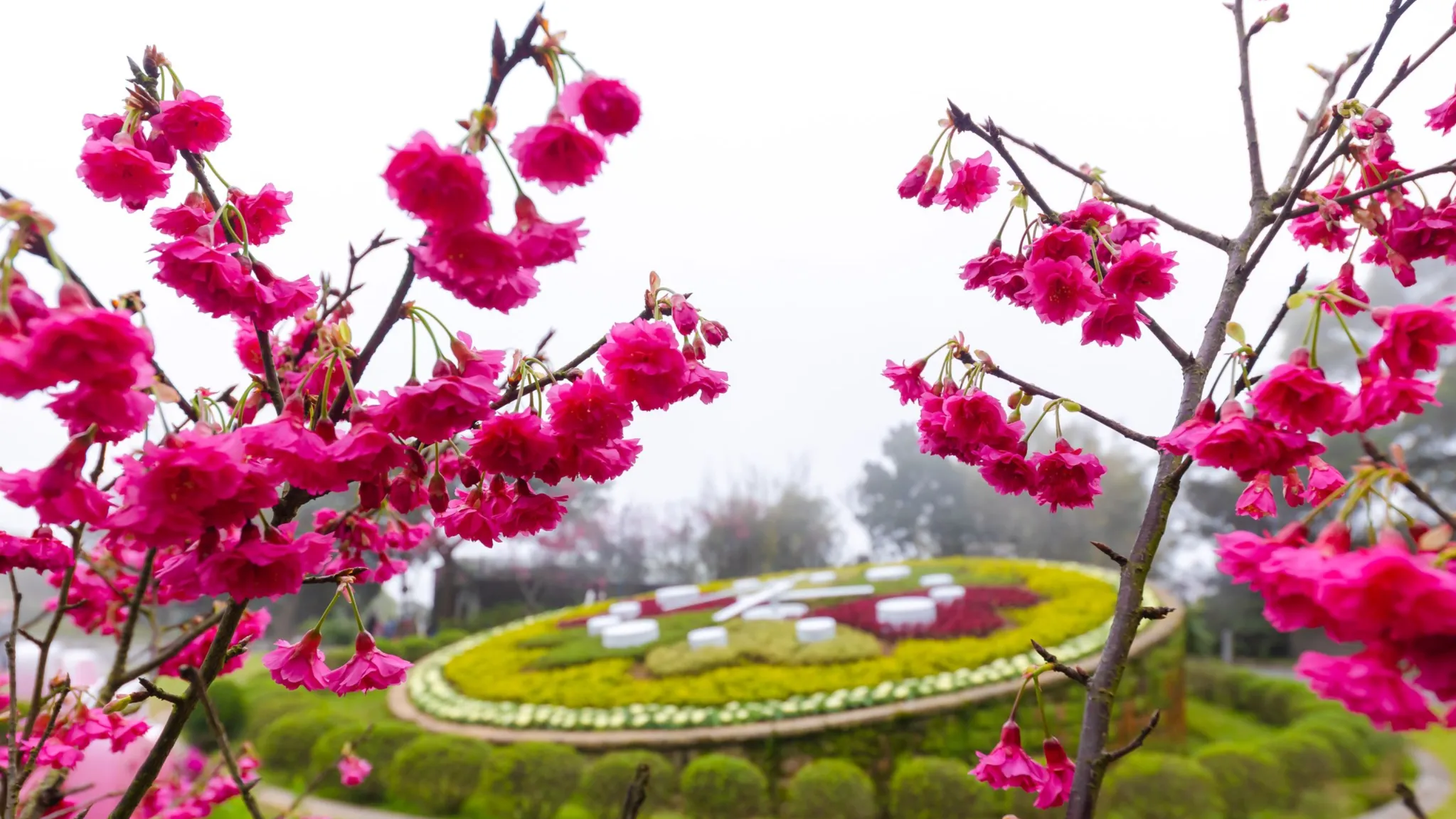 2025台北花季全年綻放!全年花季一次跟你說