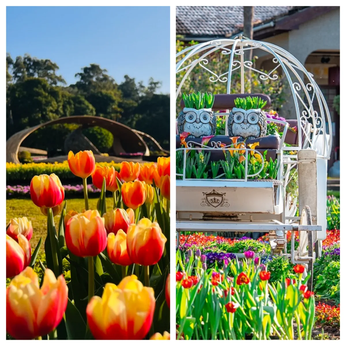 2月超熱門鬱金香展在士林官邸 大人小孩都爭相拍照