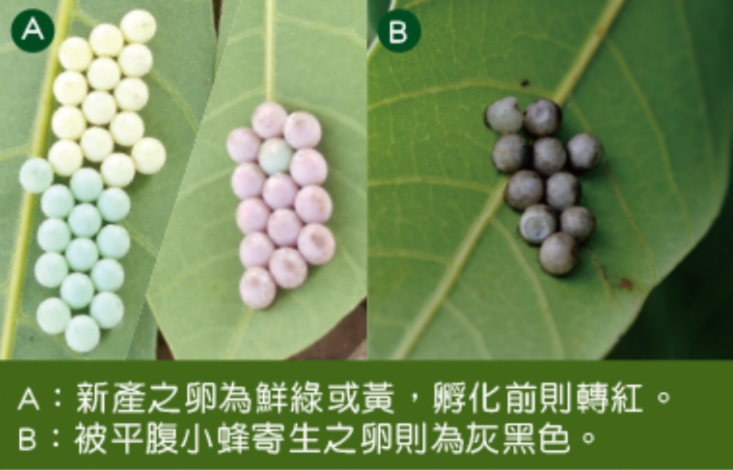 荔枝椿象1年1世代 分3個階段