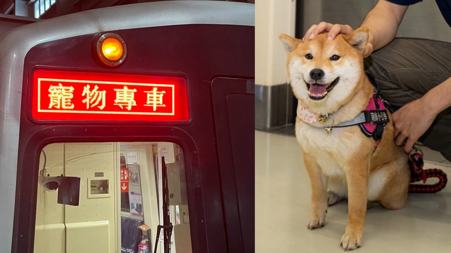 懶人包/狗狗友善列車、公車限時登場!班次時刻、搭乘資訊一次看