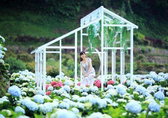 夏天必看台灣10大繡球花景點！