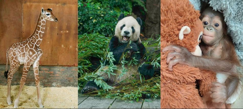 誰贏過團團和圓圓？動物園十大最受網友歡迎的動物！