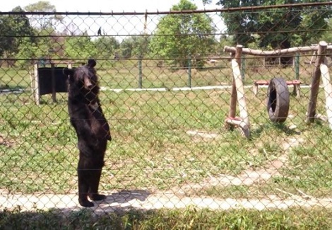 台灣黑熊是人扮的？這隻猩猩真的是假的！