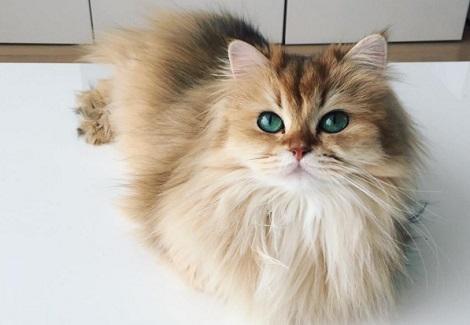 世界上最優雅的貓，貓界林志玲在這兒！