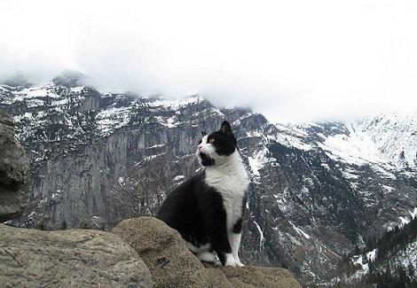 一定是汪星人投胎轉世！這隻貓幫助迷路的登山客下山！