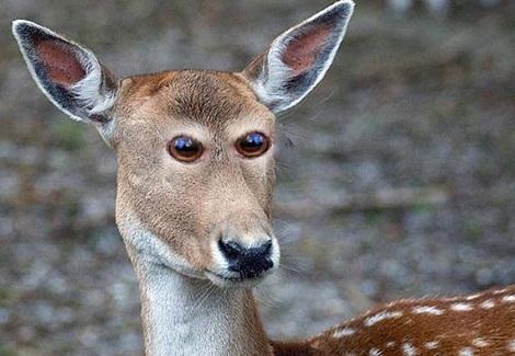 動物的眼睛為什麼要長在兩側？因為長在前面會‧‧‧！
