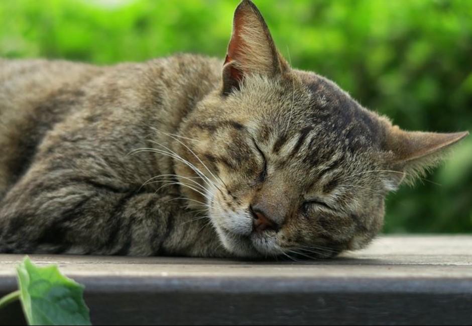 讀心／「貓喜歡和你睡的五個原因」　看完心暖卻有點心酸...