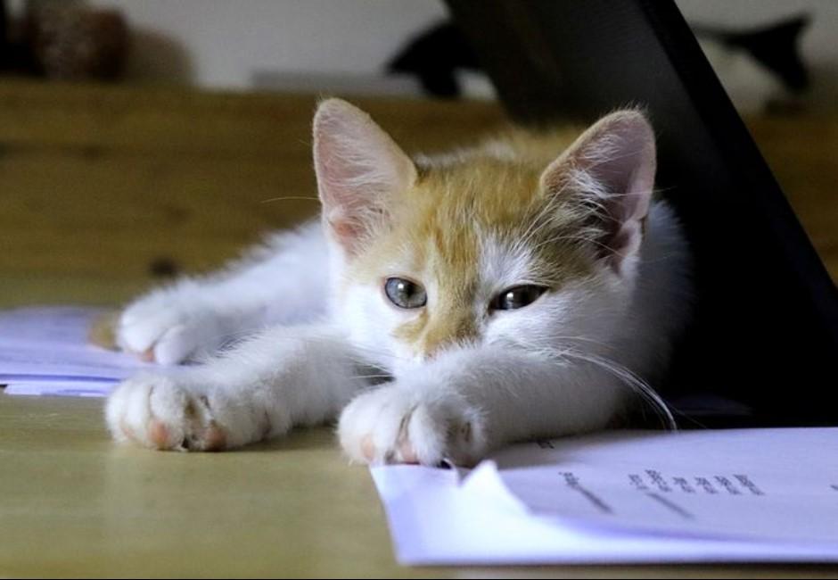辦公室神獸！公司養貓能促進溝通與效率 貓奴心甘情願來上班