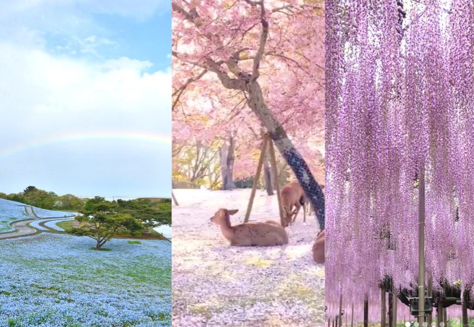 多圖／少了人類變仙境！日本粉色世界、紫藤瀑布絕美畫面曝光