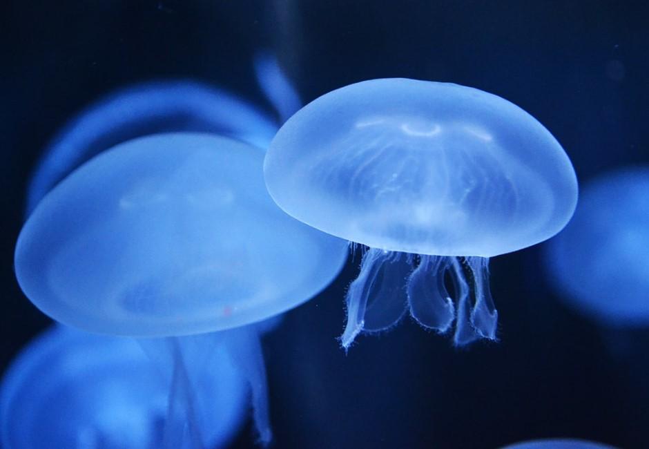 吃對救海洋！科學家籲多吃水母還能幫減肥　在台灣還有這些選擇