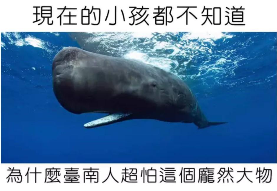 為何鯨魚照片就能喚起台南人的恐懼？「抹香鯨爆炸事件」網怕爆：臭到往生
