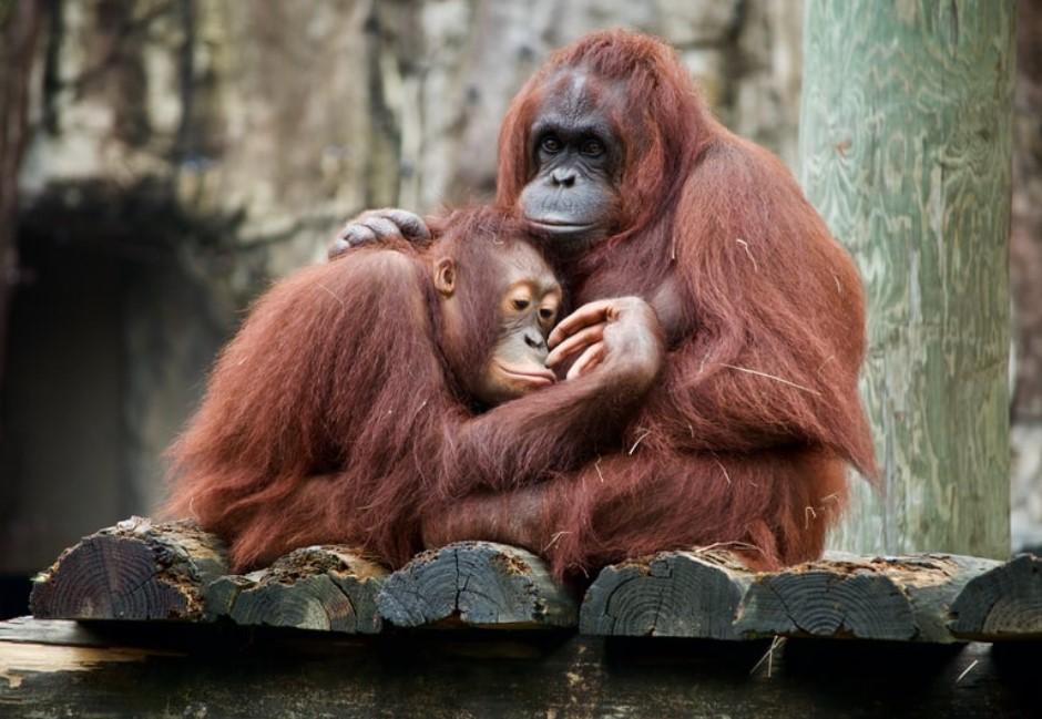 印尼紅毛猩猩被迫剃毛、化妝淪人類性奴　獲救多年仍無法回歸自然