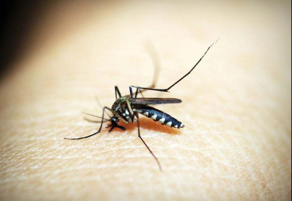 被蚊子咬用指甲「壓十字」是錯的？醫曝正確方法：不然會更癢或留疤