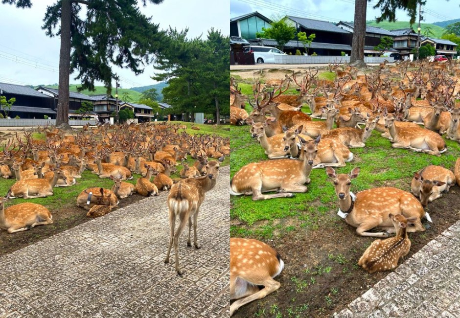 奈良小鹿驚傳集體失業？遊客曬日本毛宇宙「鹿滿為患」照笑喊：以為是複製貼上