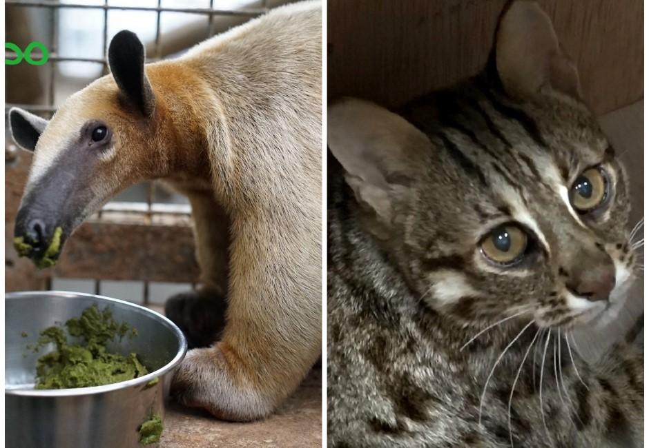 有圖／不只狒狒！哪些動物曾逃家？北市動物園五大脫逃紀錄一次看