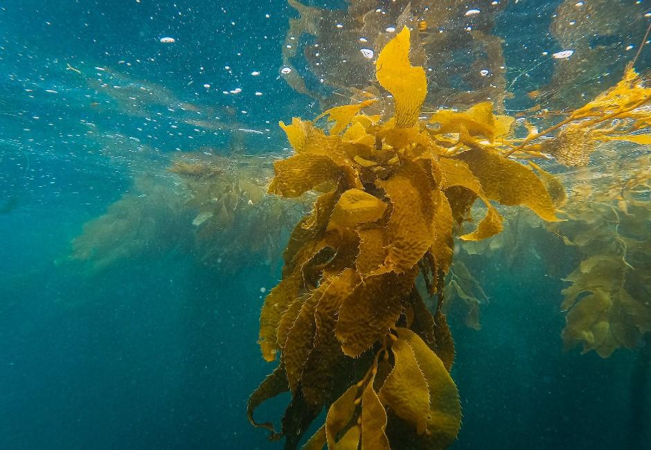 為什麼昆布在海裡不會泡出高湯？日水族館揭超可愛真相：因為它在忍耐