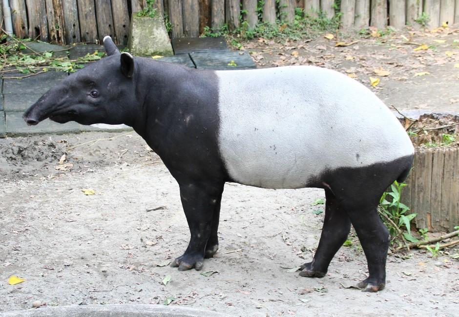 馬來貘「貘克」死因為「急性肺水腫」　北市動物園：天氣影響機率低