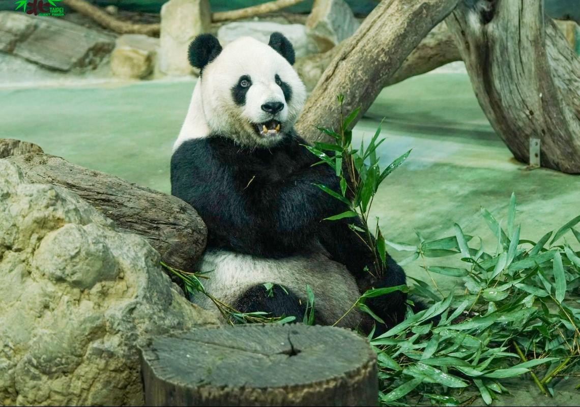 Taipei Zoo 臺北市立動物園